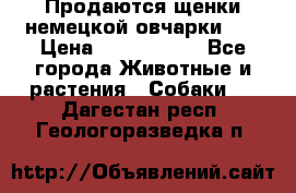 Продаются щенки немецкой овчарки!!! › Цена ­ 6000-8000 - Все города Животные и растения » Собаки   . Дагестан респ.,Геологоразведка п.